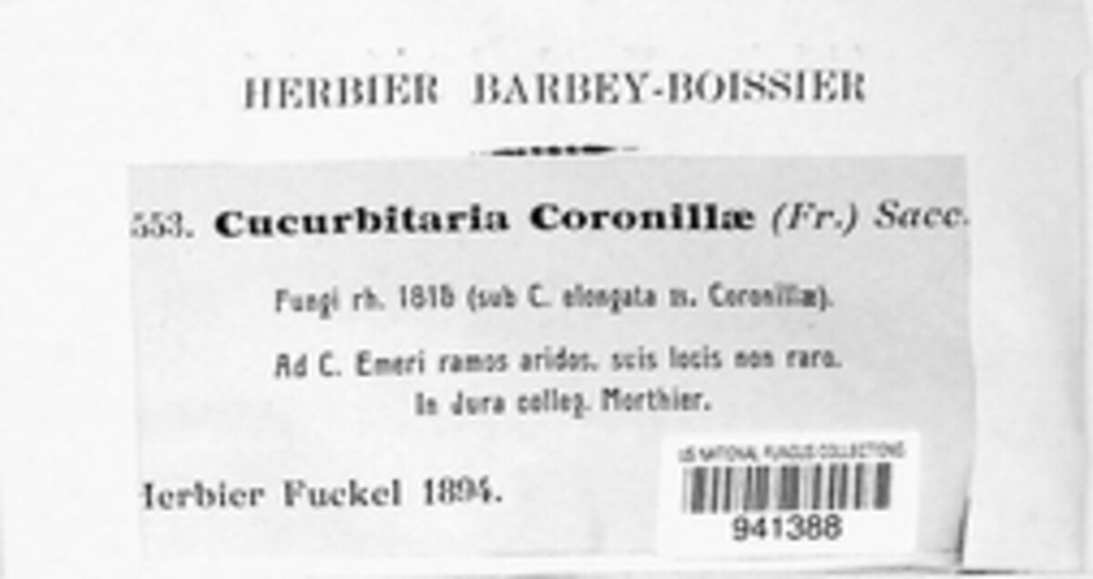 Cucurbitaria coronillae image